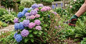 A hortênsia estava cheia de flores e no ano seguinte não deu quase nenhuma: podar o ramo errado pode cortar os botões da próxima floração