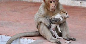 Macaco adota filhote de cachorro e dá exemplo de generosidade