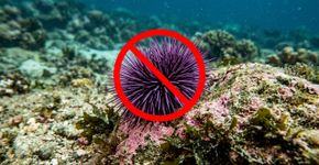 Em 2013, a Califórnia começou a eliminar milhões de ouriços-do-mar que devastavam recifes e, 7 anos depois, mais de 55 acres de florestas submarinas haviam retornado, trazendo de volta peixes e outras espécies