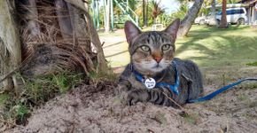 Casal aventureiro viaja pelo Brasil com seu gato numa casa sobre rodas