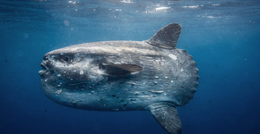 Gigante dos mares: o maior peixe ósseo dos oceanos mostra que o seu crescimento está se comportando de forma indescritível