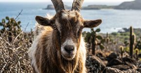 Em Galápagos, cabras foram usadas como rastreadoras para eliminar mais de 140 mil invasoras, anos depois, a vegetação e as aves voltaram a se recuperar em três ilhas destruídas