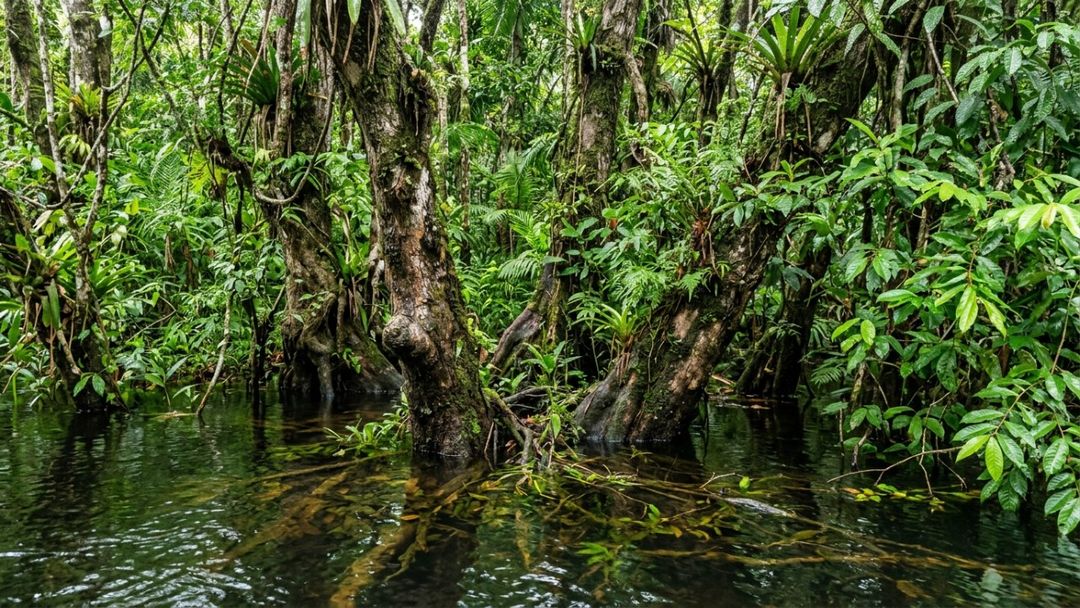 Unidades de conservação integradas garantem a preservação de ecossistemas vitais na floresta tropical.