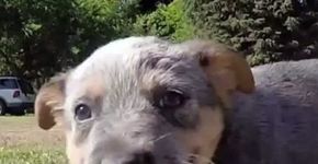 Por que adotar um cachorro pode reduzir o risco de depressão