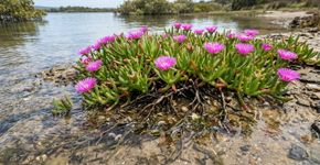 Em 2020, a Tasmânia tratou capim-arroz invasor em Duck Bay; 3 anos depois, espécies de peixes passaram de 5 para 11 e a captura média subiu de 2 para 45 por rede