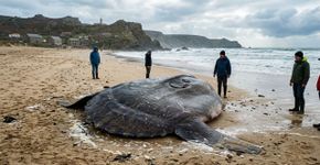 O que parecia uma caminhada rotineira ao longo da costa terminou com a descoberta de um peixe gigante com 2,5 metros de comprimento