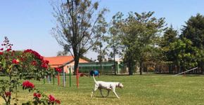 Resort em Brotas (SP) tem primeiro parque só para cães