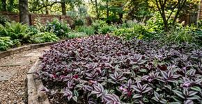 Essa planta rasteira é capaz de fazer seu jardim produzir adubo natural em pouco tempo deixando o solo mais fértil
