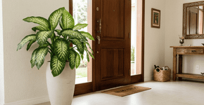 A planta que ficava na entrada da casa da sua avó hoje é a melhor para bloquear a inveja e atrair prosperidade