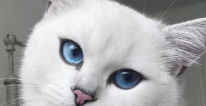 Gato de olhos azuis causa alvoroço na internet
