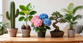 5 plantas ornamentais que supostamente trazem azar para sua casa