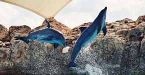Golfinhos são explorados no Japão para preparação das Olimpíadas
