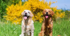 Cachorros de grande porte: 7 curiosidades que você precisa conhecer