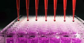 Biomédica da Unicamp cria método inovador para detectar hanseníase
