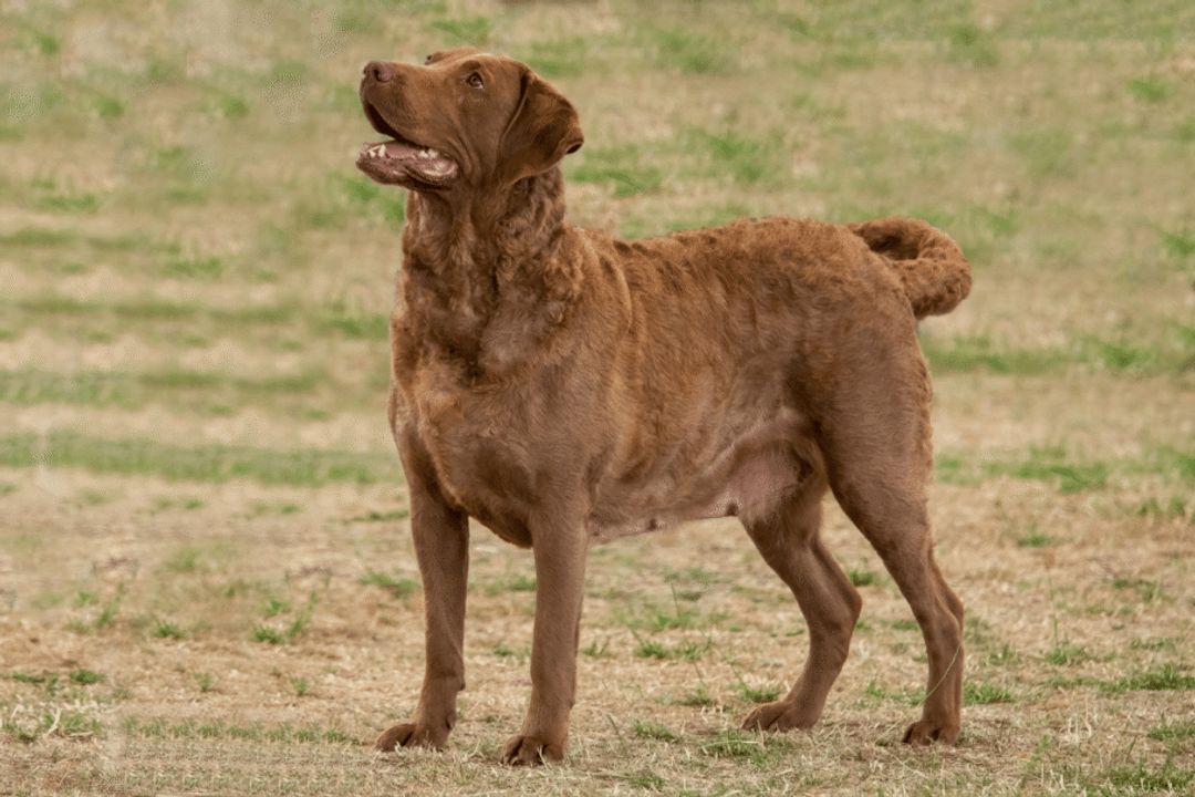 Alimentação adequada, cuidados com a pelagem e acompanhamento veterinário ajudam a manter a saúde do chesapeake bay retriever em dia (Imagem: Sue Thatcher | Shutterstock)