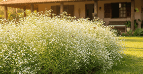 Esqueça as petúnias: uma flor que transformará seu jardim em um mar de flores