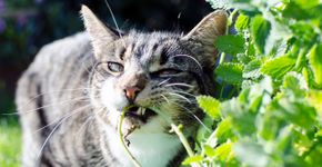 Foto: (gldburger/istock)