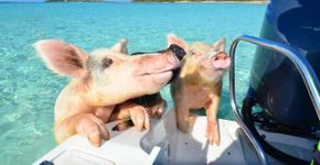 Porcos nadadores são atração em praia das Bahamas