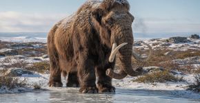 Os últimos mamutes peludos ainda andavam pelo mundo enquanto os egípcios terminavam de erguer as pirâmides de Gizé