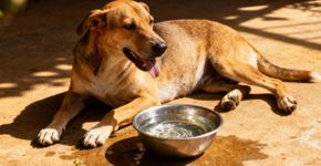 Por que seu cão bota a língua para fora sempre?