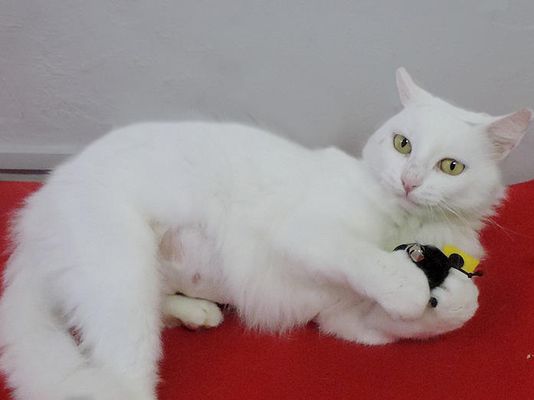 Ajude a instituição a salvar a vida de mais felinos (Reprodução/MundoGato)