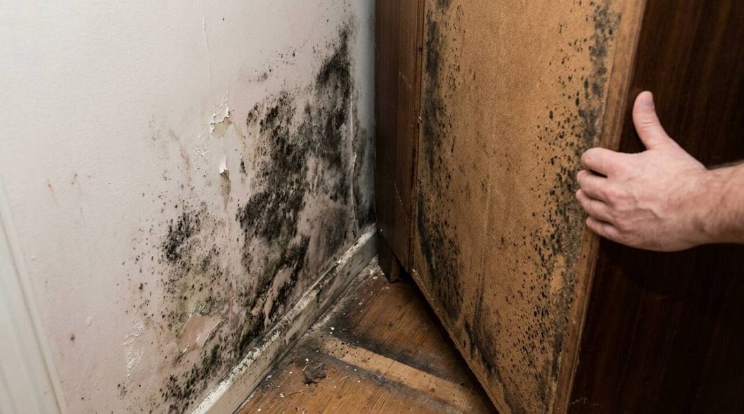 Por que o cheiro de mofo volta mesmo após limpar a parede? Entenda a diferença entre infiltração, condensação e falta de ventilação.