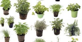Saiba quais plantas medicinais cultivar em casa