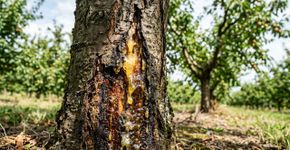 Por que a cancro aparece em árvores frutíferas e quais são as opções de tratamento?