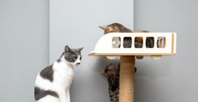 Como enriquecer o ambiente do seu gato: 6 ideias que ele vai adorar