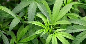 Estudo avalia se o uso de maconha entre jovens tem consequências para a saúde