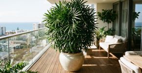 A palmeira perfeita para a sua varanda, que não quebra o piso e mantém as folhas verdes e exuberantes durante todo o ano