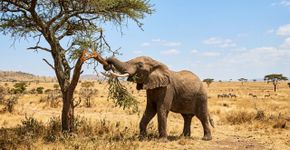 Cientistas mantiveram grandes herbívoros fora de uma savana do Quênia por 18 anos; quando elefantes e girafas voltaram, a cobertura de árvores caiu quase ao nível inicial