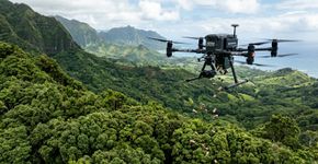 Em 1825, pensaram que era uma boa ideia plantá-los para alimentar a população: 200 anos depois, é uma árvore invasora que combatem com drones e insetos.