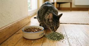 Quem tiver um comedouro para gatos é incentivado a adicionar um item natural a ele