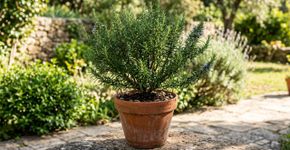 O alecrim é resistente a quase tudo, mas é melhor não plantá-lo próximo desta planta: onde você deve plantar no jardim e como deve usá-lo