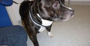 Foto: (ONG RSPCA)