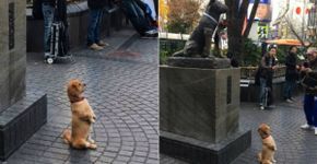 Cachorrinho fofo posando para foto viraliza nas redes sociais
