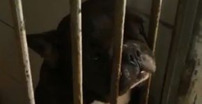 Fotos denunciam ‘canil do terror’ onde animais foram resgatados no RJ