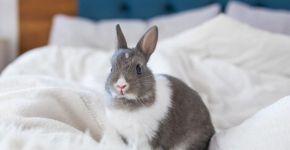 Nem só de cenoura vive um coelho: 7 erros que parecem inofensivos, mas podem fazer mal ao animal 