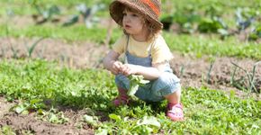 Horta: sete ideias de legumes, verduras, flores e frutas para plantar e cuidar com as crianças