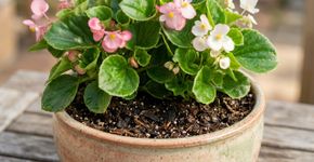 Trocar uma planta para um vaso muito maior de uma só vez pode parecer uma forma de dar mais espaço às raízes, mas especialistas americanos alertam que o excesso de substrato retém mais água e pode causar problemas radiculares