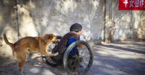 Cadela aprende a empurrar cadeira de rodas do dono, que perdeu o movimento das pernas