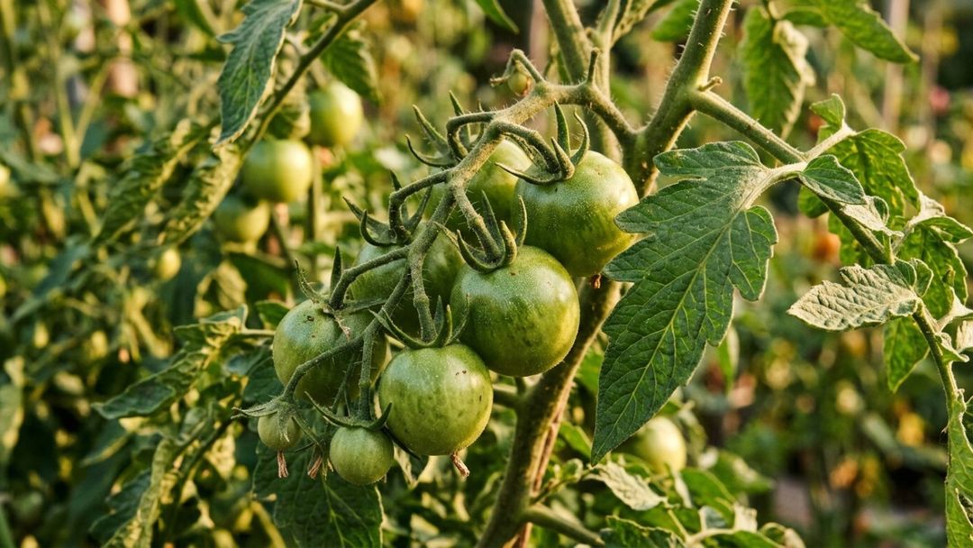 Controlar a irrigação e eliminar brotos desnecessários após a poda otimiza o desenvolvimento final dos tomates verdes na horta.
