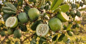 A feijoa é uma fruta nostálgica e adorada, que conecta continentes e é rica em cultura
