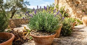 Para a lavanda durar anos: na França o truque não é a poda, mas nunca plantar em terra que segura muita umidade