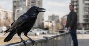 A ave super inteligente guarda rancor e avisa os de sua espécie