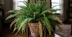 Teias muito finas aparecem entre folhas e brotos de plantas em vasos, e pequenos pontos claros podem indicar ácaros antes que a planta comece a perder folhas
