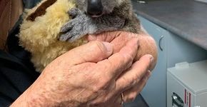 Foto: (Reprodução/Facebook/Koala Hospital em Port Macquarie)