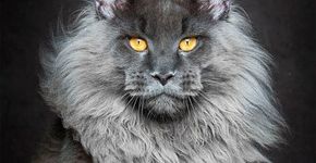 Fotógrafo captura a beleza de gatos da raça Maine Coon