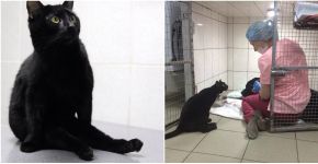 Este gato que não consegue andar cuida de outros animais doentes